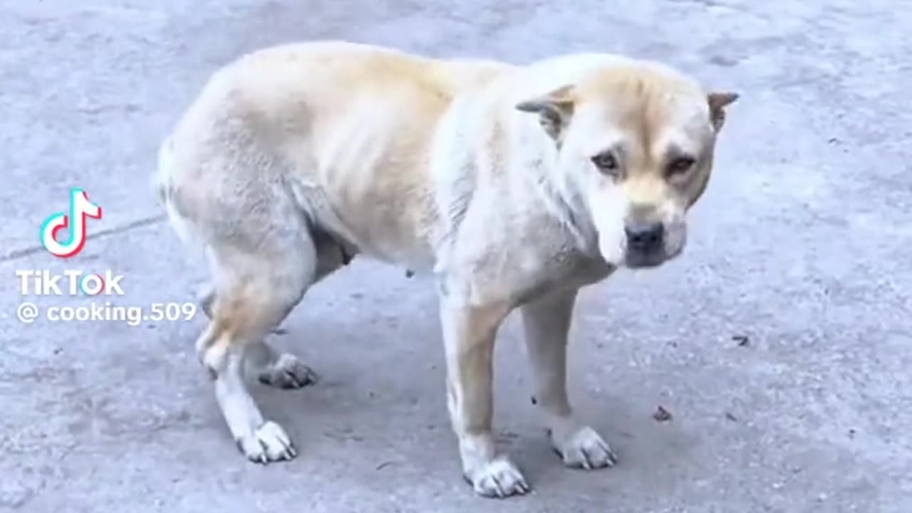 Video funny