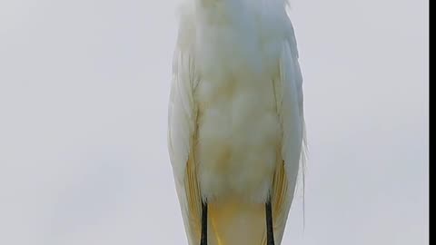 A white bird sitting on a branch with a green tree in the background #bird