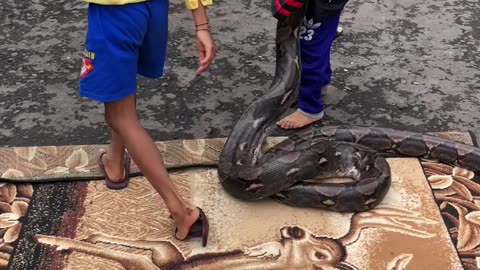 Kids Carry Massive Python