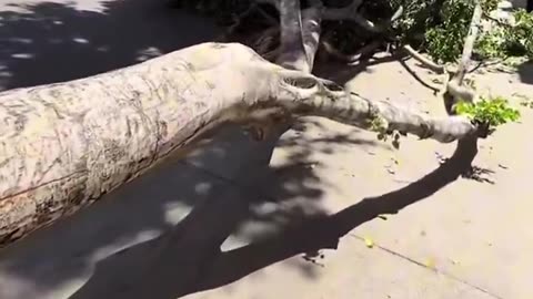 LA Tree Destroyer
