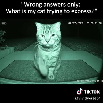 Wrong answers only what is my cat trying to do