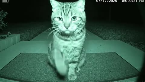 Wrong answers only what is my cat trying to do