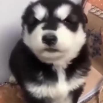 the baby husky howling cute shorts AfDQN4lG #humor (1).mp4