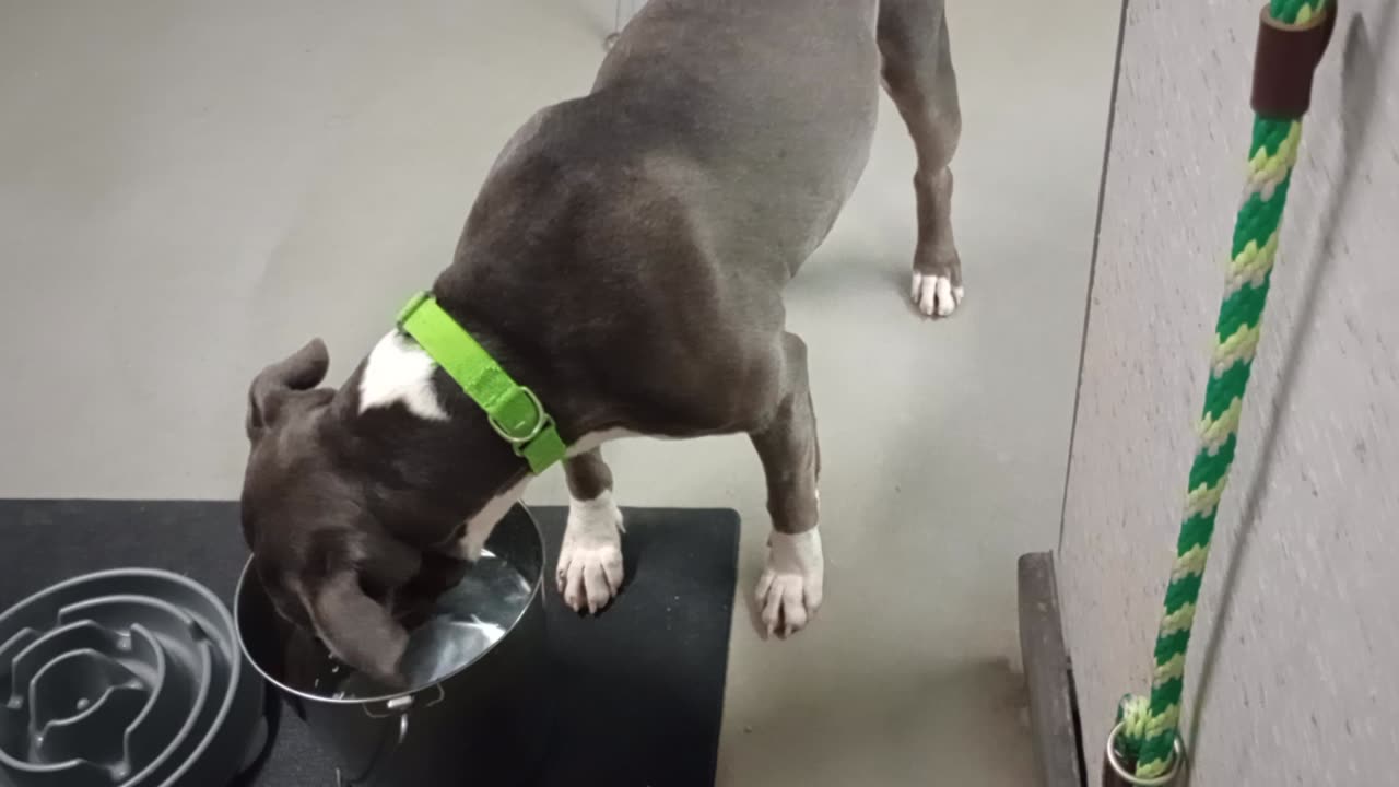 Jerome 2y A855182 kennel Volunteer Office PACC shelter 20250427