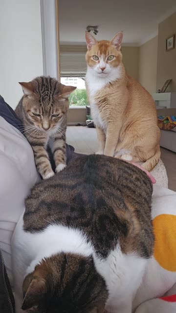 The Kitty Massage Bar