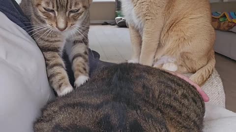 The Kitty Massage Bar