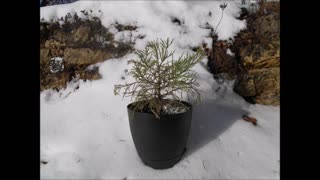 Winter Seasons Giant Sequoia Tree Jan 2023