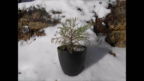 Winter Seasons Giant Sequoia Tree Jan 2023