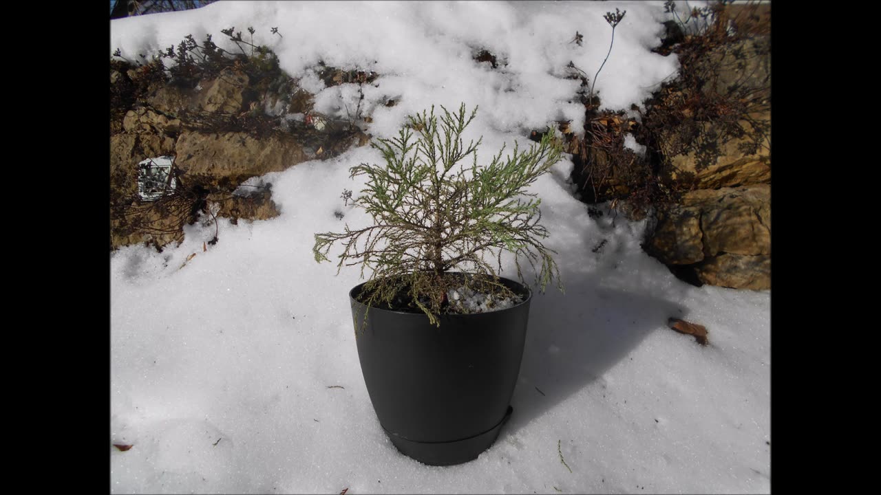 Winter Seasons Giant Sequoia Tree Jan 2023