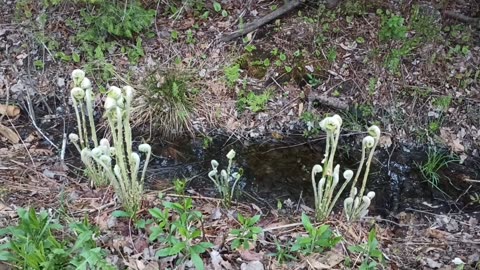 Fiddleheads