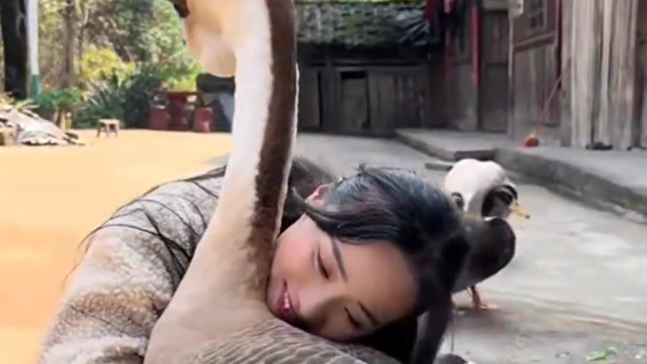 The beauty bathed the tiger, and the fierce tiger was as tame as a cat