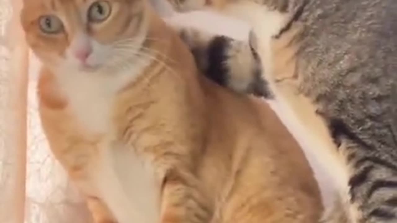Surprising cat kiss