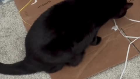 Cute Precious Piper Works on Cleaning Her Teeth - Adopting a Cat from a Shelter Vlog #shorts