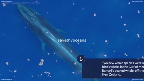 New Ocean Discoveries From 2021 Oceana Canada