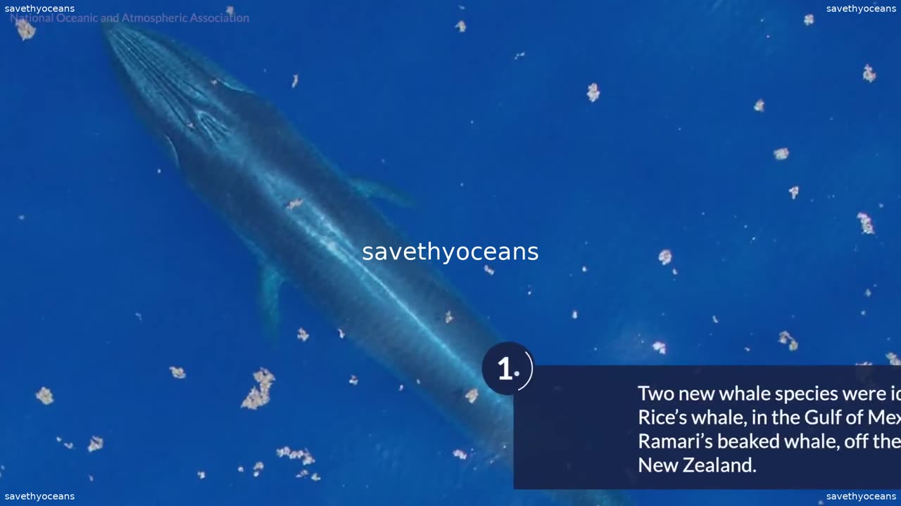 New Ocean Discoveries From 2021 Oceana Canada