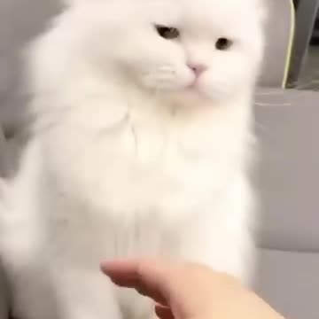 This Cat Has a Secret Life… And It’s Funnier Than Yours 😹🕵️‍♂️