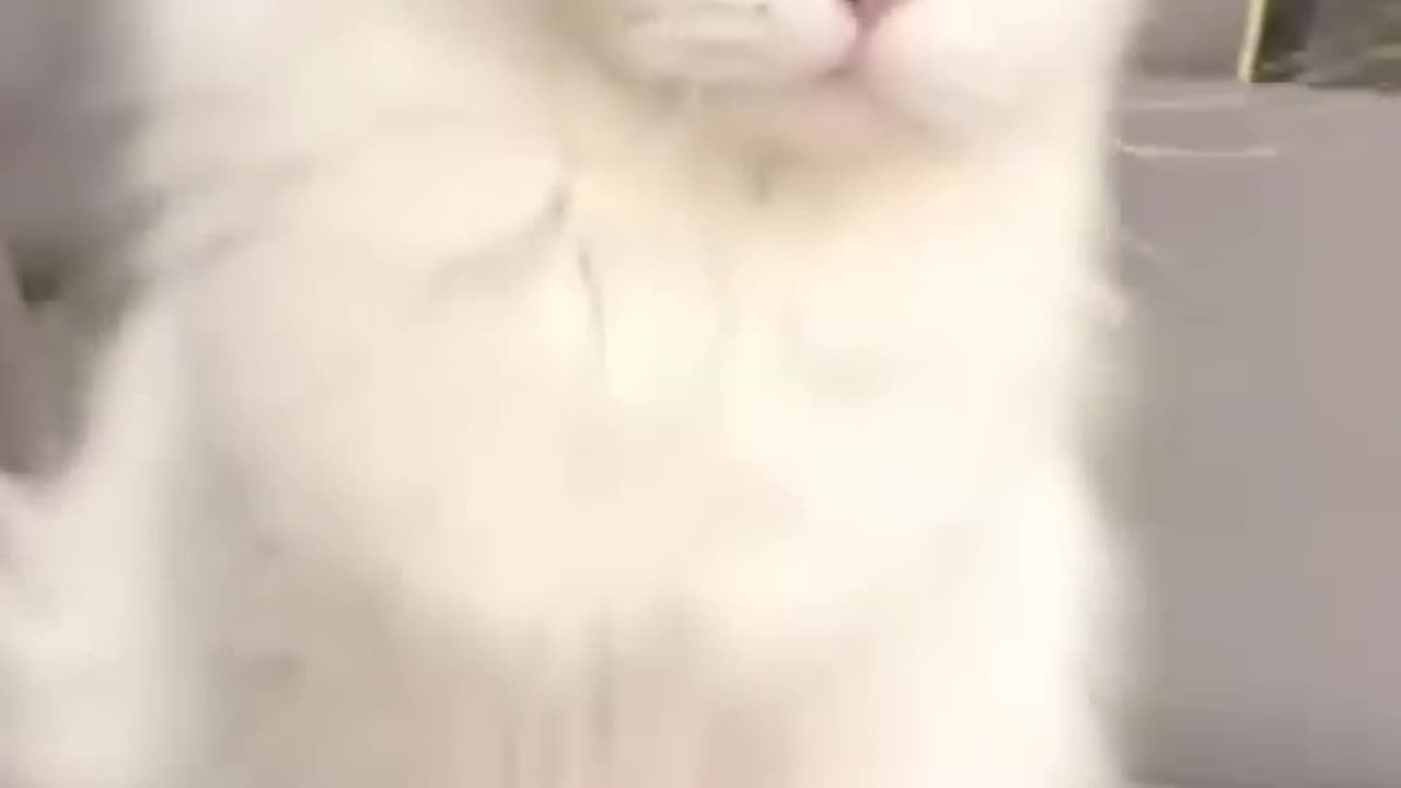 This Cat Has a Secret Life… And It’s Funnier Than Yours 😹🕵️♂️