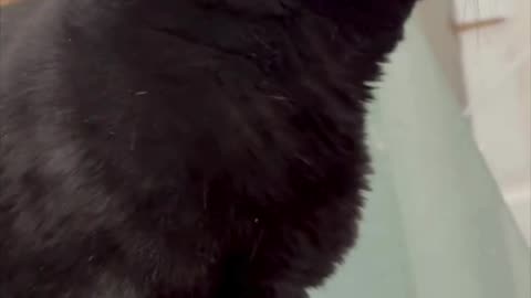 Cute Precious Piper Checks Out the Top of the Desk - Adopting a Cat from a Shelter Vlog #shorts