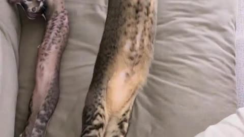 slender cat
