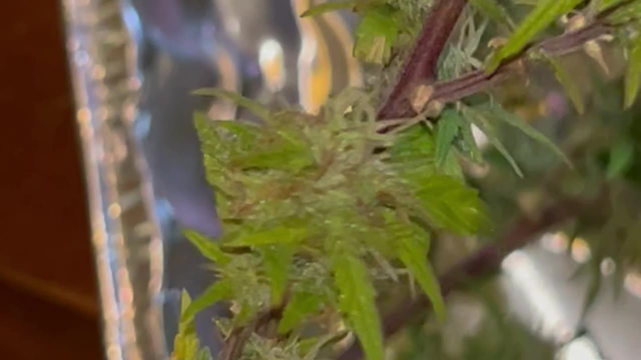 Ep. 337 "Harvest" Patrick Henry The Batman