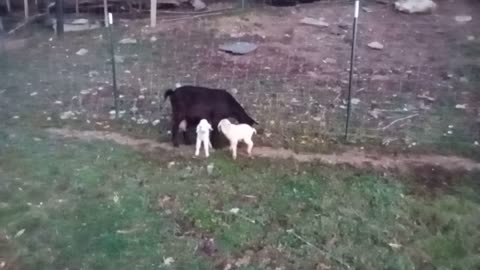 First baby goats of the year