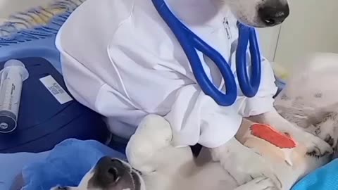 My Dog is a Bone-Afide Medical Professional