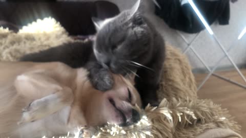 The cat licks the dog out of love