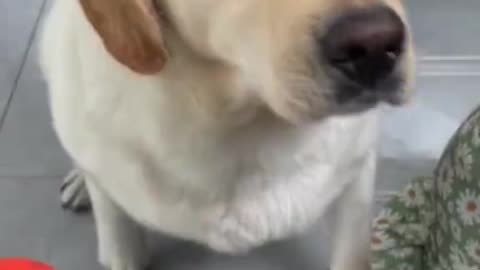 Funny Dog's Comedy Videos 🤣 so cute videos 😍