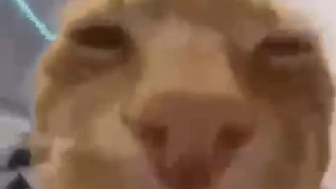 Cat vibing