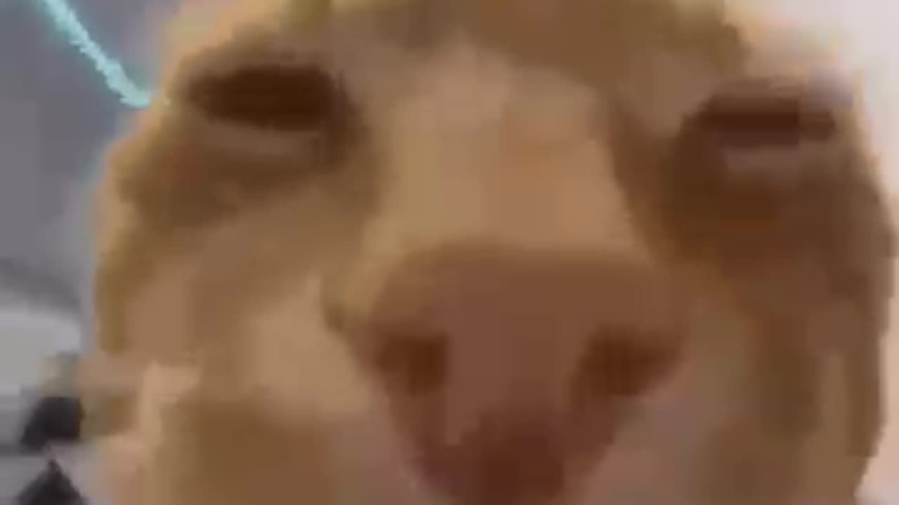 Cat vibing