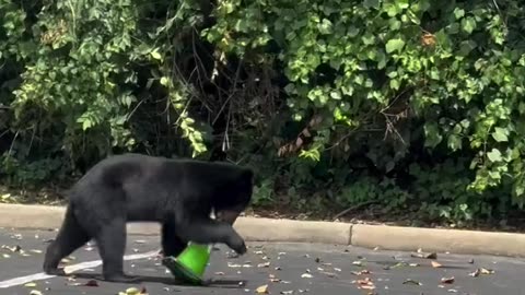 Black Bear Cub on Safety Patrol