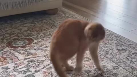 🐱 Funny cat videos - cute cats - Try not laugh