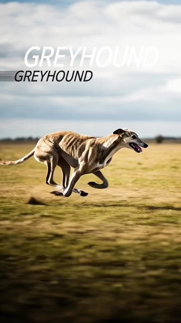 Grey Hound #fyp #viral #trending #wildlife #greyhound