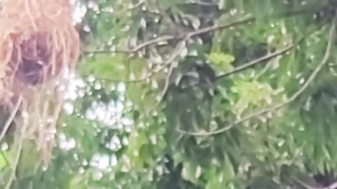 Amazonian Oropendolas Constructs Large Hanging Nest