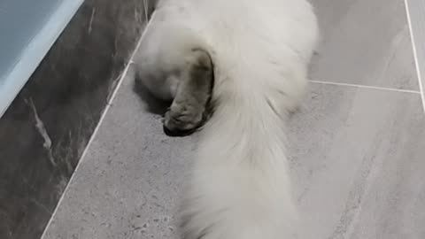 CAT small funny videos