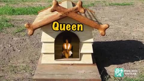 Why Beyonce should play the Hottentot Venus! Part 1.