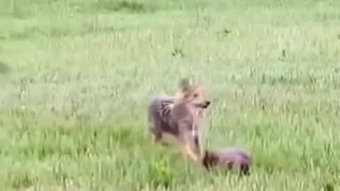 Funny Video 🐯🤣🤣🤣