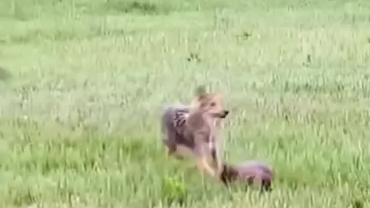 Funny Video 🐯🤣🤣🤣