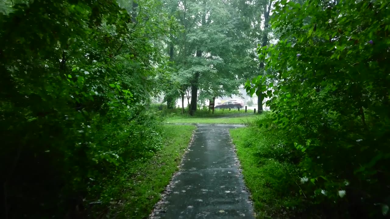 Relaxing Walk in the Rain, Umbrella and Nature Sounds for Sleep and Relaxation | 4k ASMR