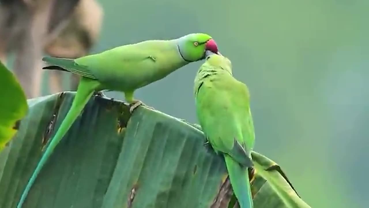 Incredible Green Parrot Landing in Wheat Field