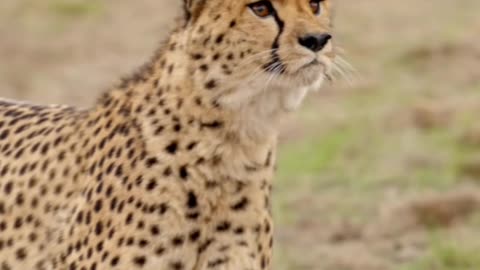 Cheetah vs. Formula E_ The Ultimate Speed Showdown