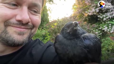 🤯☕ You Won't Believe What This Wild Crow Does Every Day! | FeedMyCuriosity