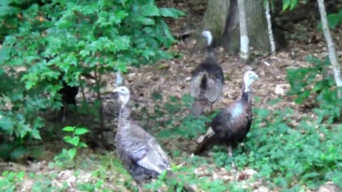 Wild Turkeys