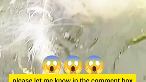 “🐟 Incredible Catch! Guess This Giant Fish! 🎣✨