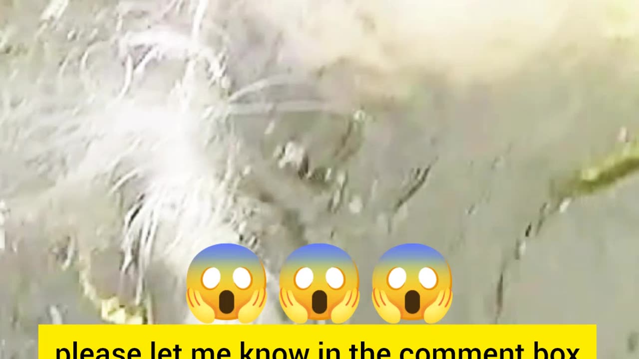 “🐟 Incredible Catch! Guess This Giant Fish! 🎣✨