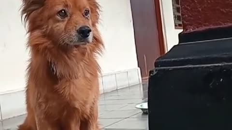 😂 Morning Doggo Is More Ready Than His Owner! | Confident & Funny Pup
