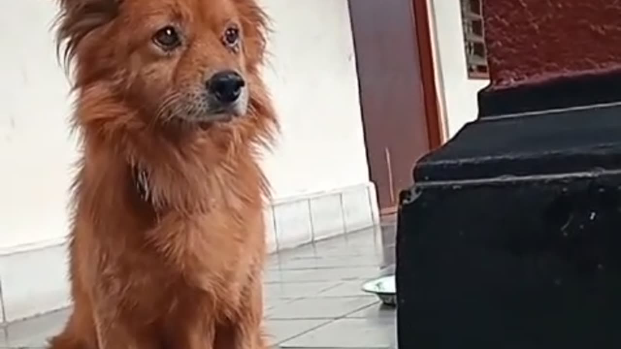 😂 Morning Doggo Is More Ready Than His Owner! | Confident & Funny Pup