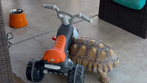 Sulcata Tortoise Shoves Tricycle