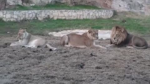 Lion Vs Tiger Real Fight