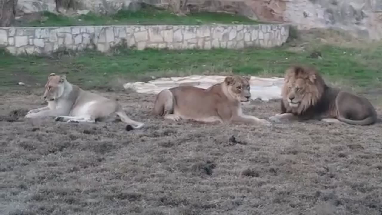 Lion Vs Tiger Real Fight